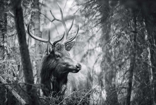 Fototapeta Dzikiej przyrody, każdy z nich i Natura