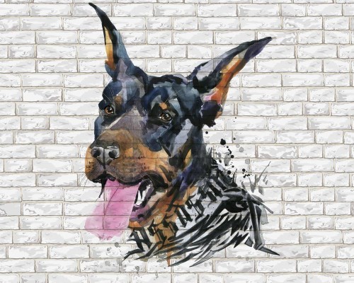 Fototapeta Doberman