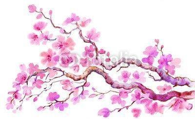 Fototapeta Sakura