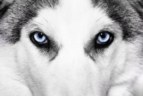 Fototapeta Husky