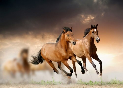 Fototapeta Galop koni 
