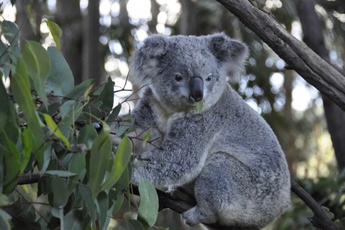 Fototapeta Koala 