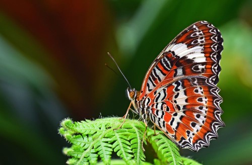 Fototapeta Cynthia (podrodzaj), motyl i owad