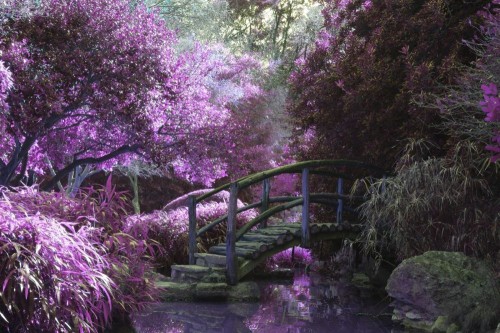 Fototapeta Natura, fioletowy i drzewo