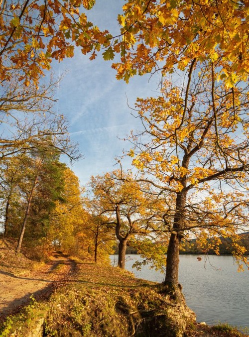 Fototapeta Drzewo, naturalny krajobraz i liść