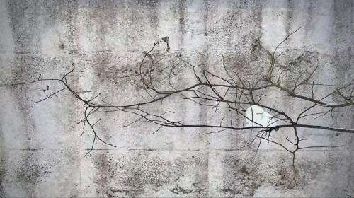 Fototapeta Oddział, Ściana i drzewo
