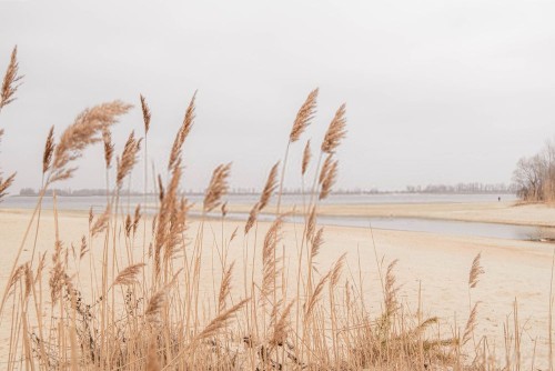 Fototapeta Phragmites, naturalny krajobraz i środowisko naturalne