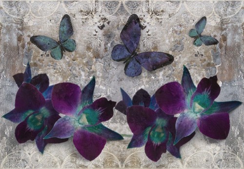 Fototapeta Motyl, owad i fioletowy