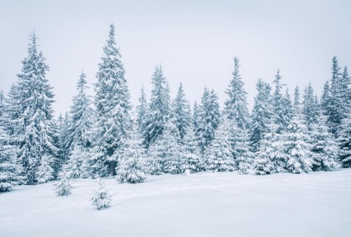 Fototapeta Balsam fir, świerk czarny shortleaf i śnieg