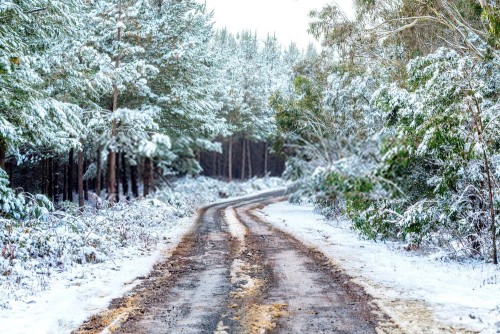 Fototapeta śnieg, zimowy i drzewo