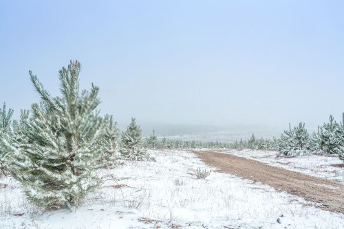 Fototapeta śnieg, zimowy i drzewo