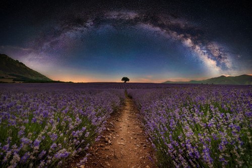 Fototapeta Lawenda, angielska lawenda i Natura