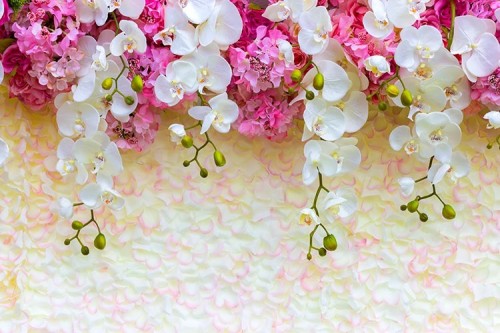 Fototapeta PIĘKNE ORCHIDEE