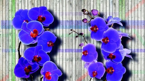 Fototapeta Piękno orchidei