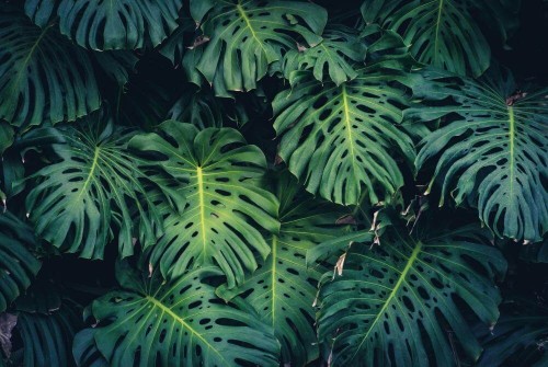 Fototapeta liście monstera