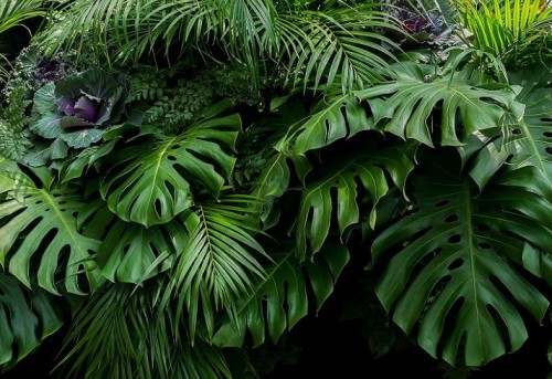 Fototapeta liście monstera