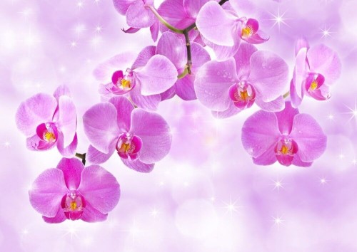 Fototapeta Różowa orchidea