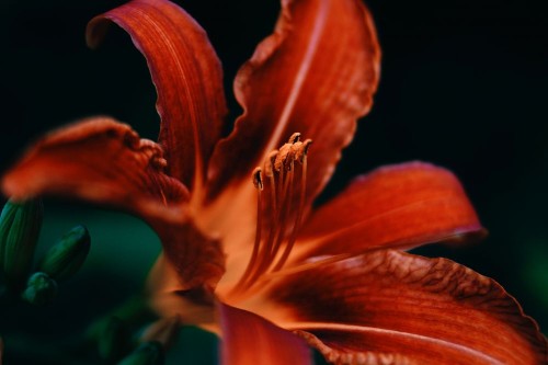 Fototapeta Daylily, lilia i płatek