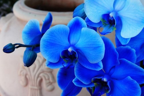 Fototapeta Błękitna orchidea