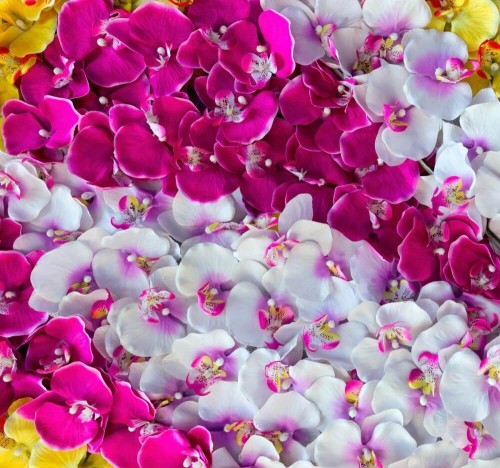 Fototapeta Dywan z orchidei