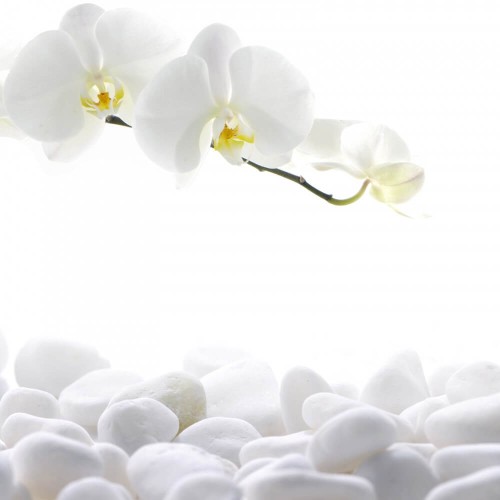 Fototapeta Gałąź orchidei 