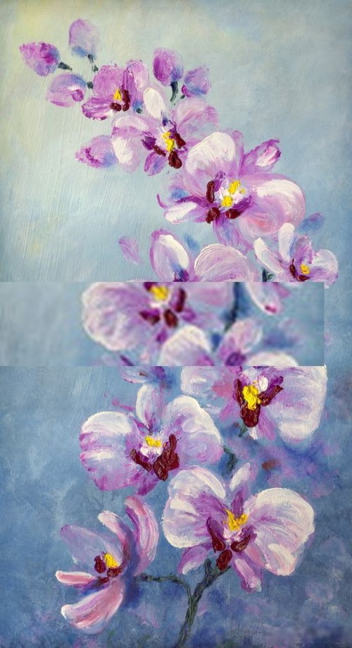 Fototapeta Kwiat, roślina kwitnąca i orchidea ćmy