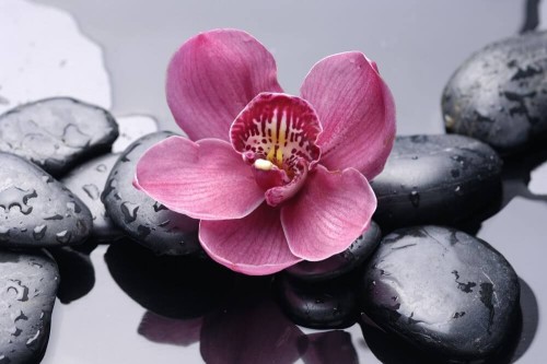 Fototapeta Różowa orchidea