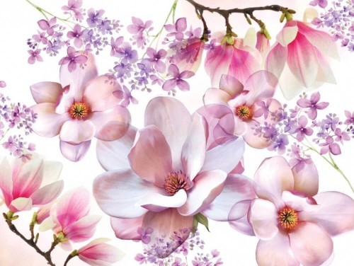 Fototapeta Magnolia