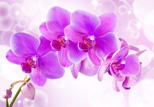 Fototapeta Barwne orchiee