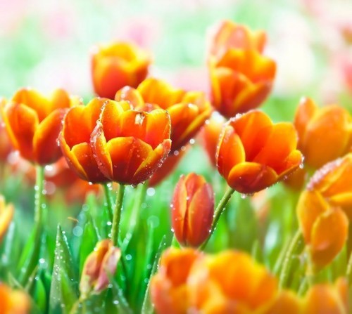 Fototapeta Tulipany na polu