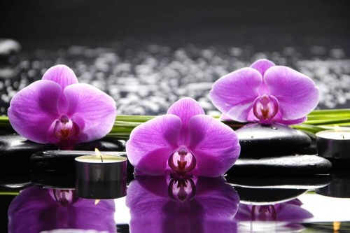 Fototapeta Kwiaty orchidei
