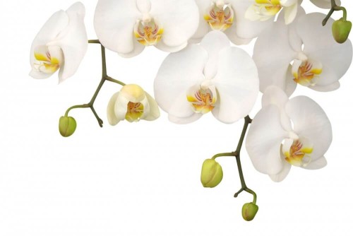 Fototapeta Białe orchidee i pąki