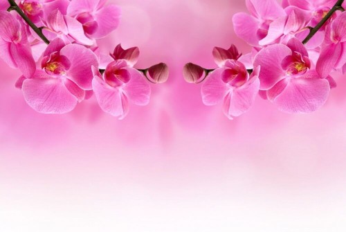 Fototapeta Gałązki różowej orchidei 