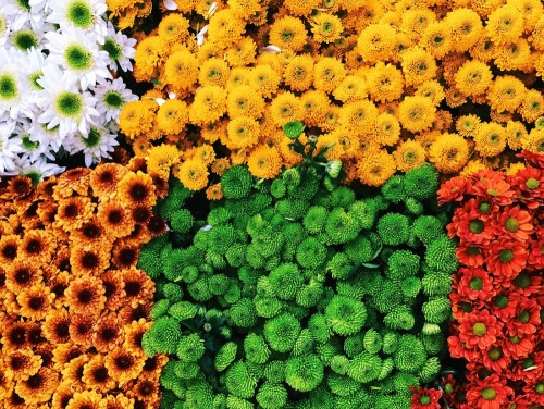 Fototapeta Kwiat, roślina i tagetes