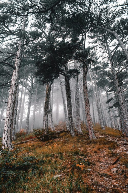 Fototapeta Drzewo, las i Natura