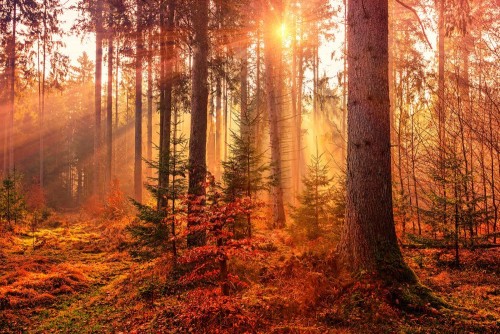 Fototapeta Las, drzewo i Natura