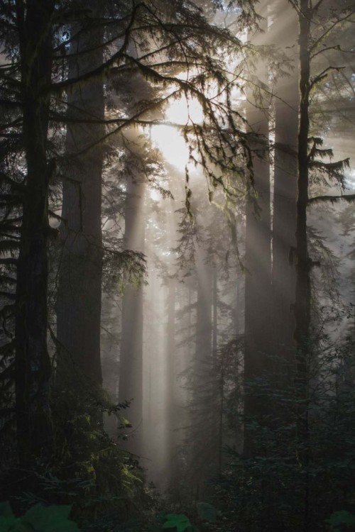 Fototapeta Las, Natura i drzewo