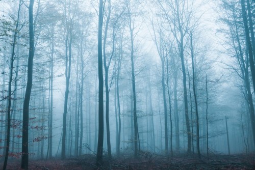Fototapeta Drzewo, las i Natura
