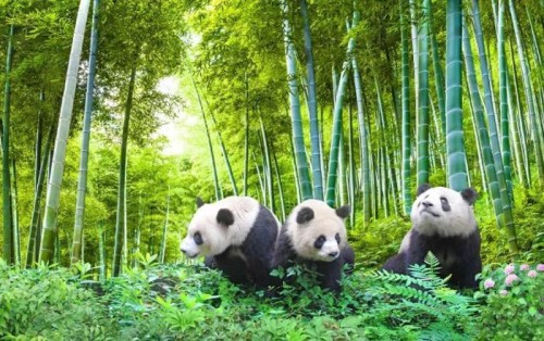 Fototapeta Panda, kręgowiec i ssak