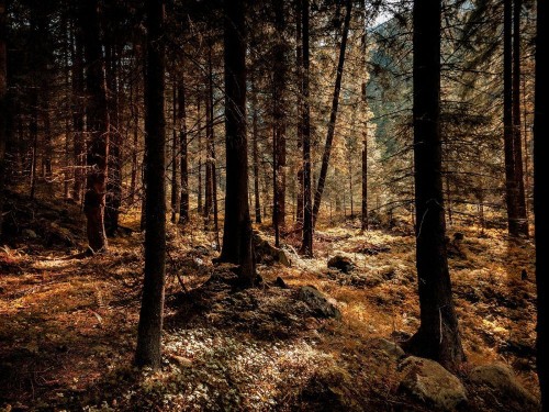 Fototapeta Drzewo, las i lesisty teren
