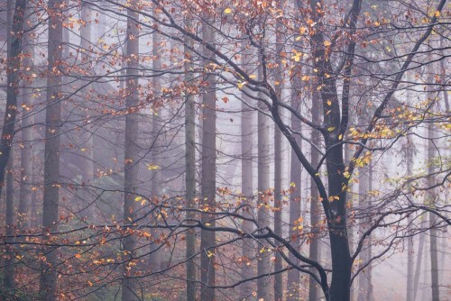 Fototapeta Drzewo, liściasty i północny las liściasty