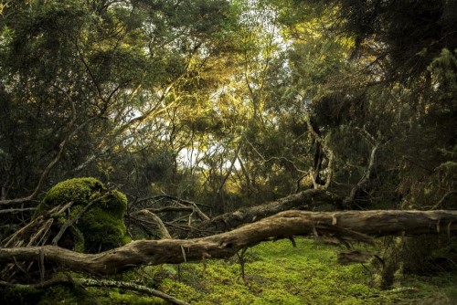 Fototapeta Drzewo, wegetacja i Natura