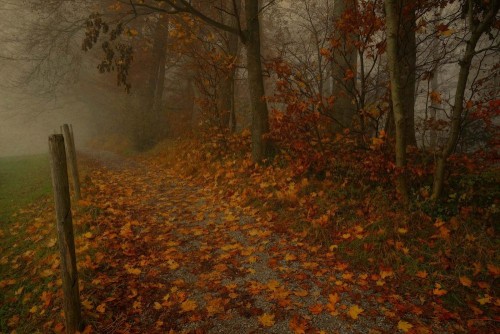 Fototapeta Natura, lesisty teren i zjawisko atmosferyczne