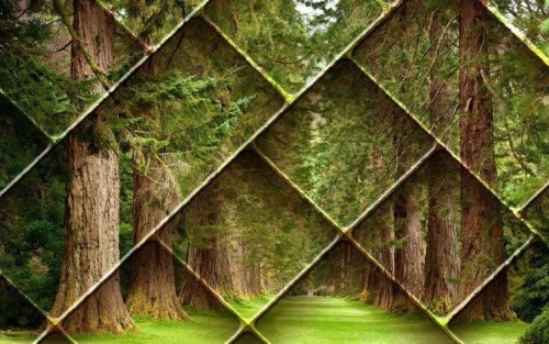 Fototapeta Liść, Natura i wegetacja