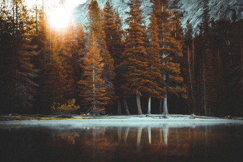Fototapeta Natura, odbicie i drzewo
