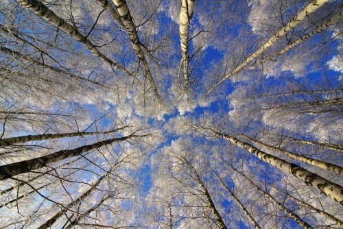 Fototapeta Drzewo, niebieski i Natura