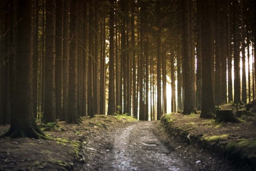 Fototapeta Drzewo, las i środowisko naturalne