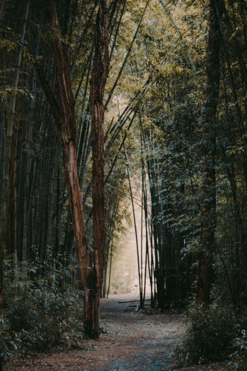 Fototapeta Drzewo, Natura i las
