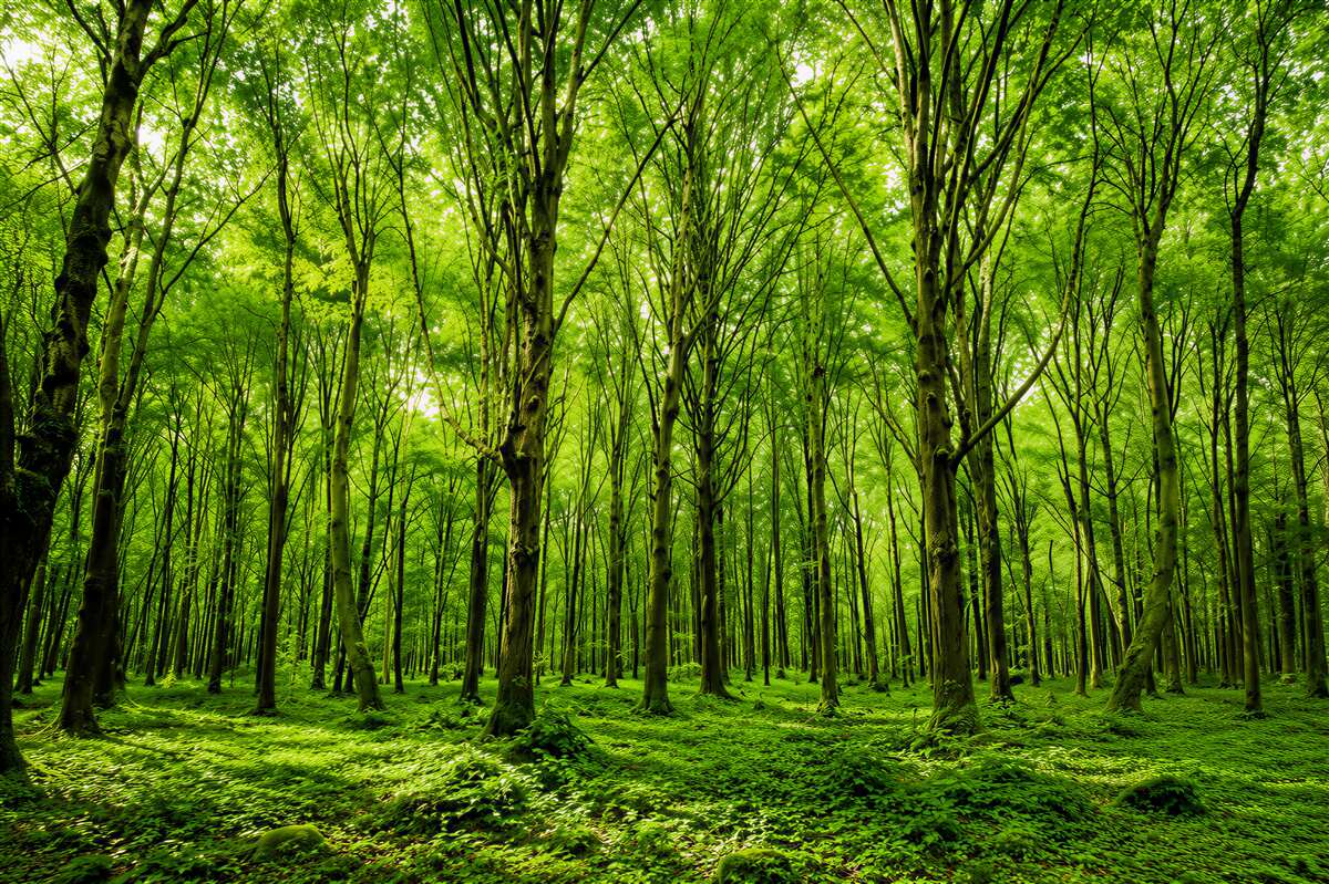 Fototapeta zielony las we mgle z promieniami słońca spokojna natura