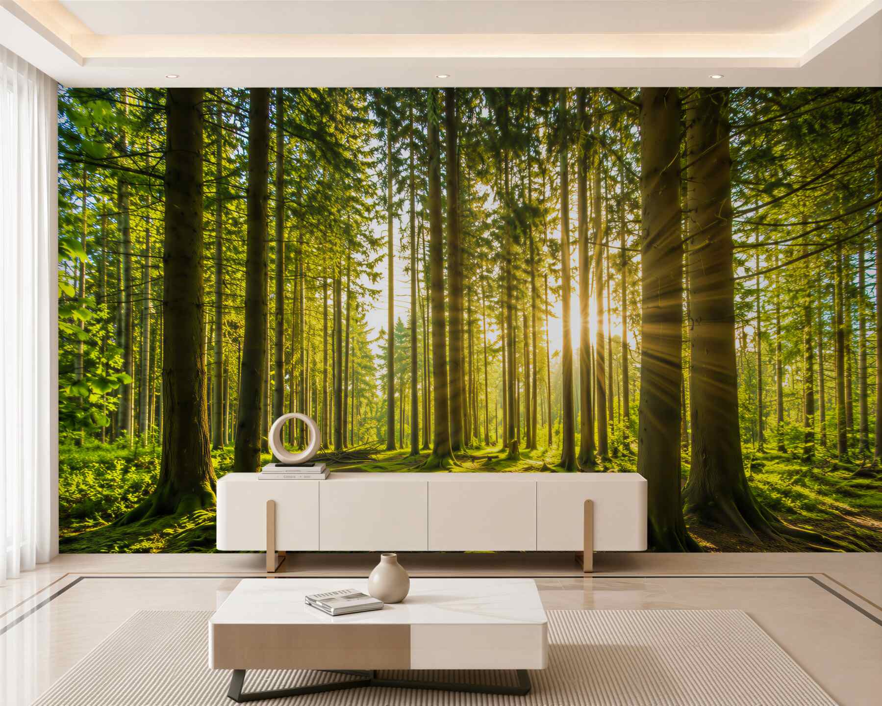 Fototapeta promienie słońca wśród smukłych drzew?v23